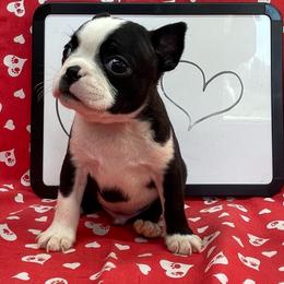 Owen - Black and white male Boston Terrier puppy in Fillmore, Illinois from Wind Hill Puppies