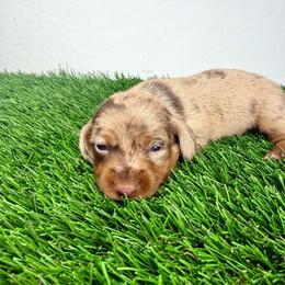 AKC Daisy - Dapple female Dachshund puppy in Laveen, Arizona from Acosta Kennel