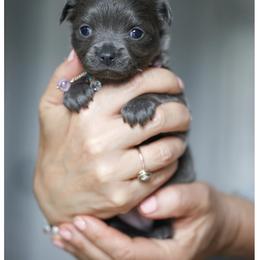 Chihuahua Puppies from ,, Vajda” chihuahua club