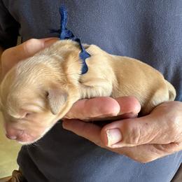 Navy - Golden male Golden Retriever puppy in Kenosha, Wisconsin from Gail’s Goldens
