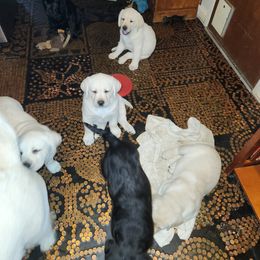 Labrador Retriever Puppies from Earth Angel