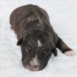 Boy 1 Red - Red tri-color male Australian Shepherd puppy in Yakima, Washington from Naches Heights Ranch