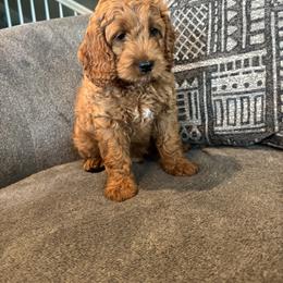 Cockapoo Puppies from Windy Ridge Cockapoos
