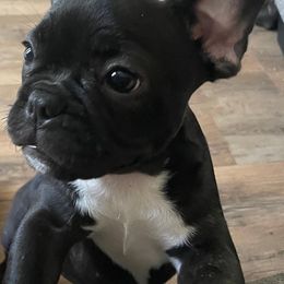 "Pastry pup" French Bulldog Puppies from Kathrine's French Bulldogs