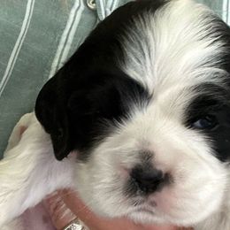 Boy 3 - Black and white male Cocker Spaniel puppy in Spotsylvania, Virginia from Wilkshire Farm
