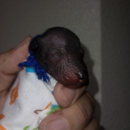 Boy 2 Blue - Slate male Xoloitzcuintli puppy in Atwater, California from Cen Cal Xoloitzcuintle