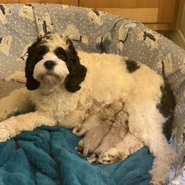 Bandit - Cockapoo