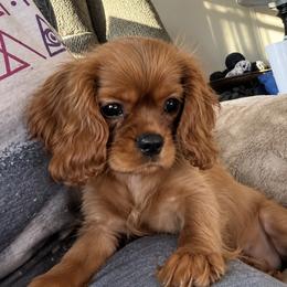 Ember - Ruby female Cavalier King Charles Spaniel puppy in Grove, Oklahoma from Rocky Oak Cavaliers & Biewer Terriers LLC