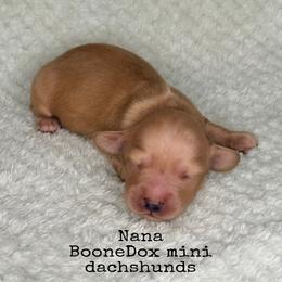 Nana - Cream female Dachshund puppy in Lexington, Oklahoma from BooneDox Miniature Dachshunds