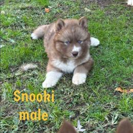 Snooki - Red and white male Siberian Husky puppy in Elkin, North Carolina from Blue Ridge Shadow Huskies