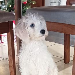 Cockapoos and Poodles from Auburn Standard Cockapoos