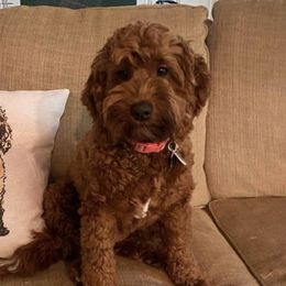 Goldendoodles from Goldenwood