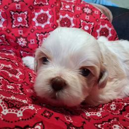 Buttercup - Cream and white female Shih Tzu puppy in Montrose, Colorado from Gnomies Furry Friends