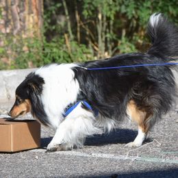 Shetland Sheepdogs from Rob Wen's Shetland Sheepdogs