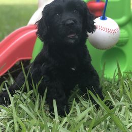 Portuguese Water Dog Puppies from Infiniti
