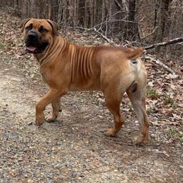 KAI - Brown male Boerboel puppy in Shawnee, Oklahoma from TXT Boerboels