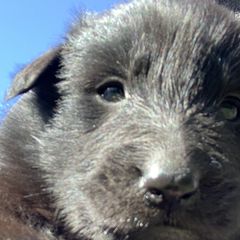 Boy 3 - Belgian Sheepdog puppy in Doylestown, Ohio from Diamante Nero