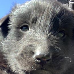 Boy 3 - Belgian Sheepdog puppy in Doylestown, Ohio from Diamante Nero