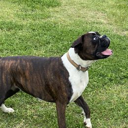 Molly - Boxer