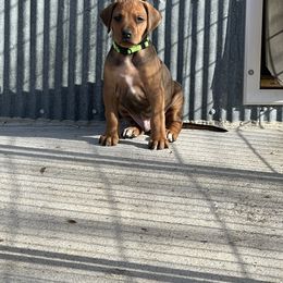 Green Boy - Wheaten blk nose male Rhodesian Ridgeback puppy in Colome, South Dakota from KB Ridgebacks and Dals, LLC