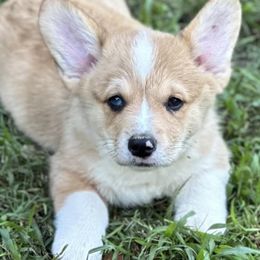 American Corgis from Herd Immunity American Corgi’s
