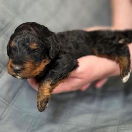 Freddy - Phantom male Bernedoodle puppy in Malden, Illinois from Doting Doodles