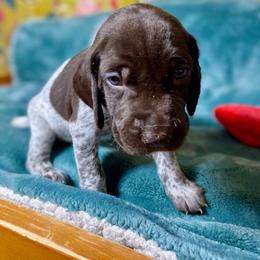 Black collar Boy - Liver roan male German Shorthaired Pointer puppy in Aberdeen, Idaho from Idaho GSP