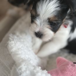 Biewer Terrier, Cavapoo, Cockapoo, Goldendoodle, Poodle, and Yorkshire Terrier Puppies from Pucci Pawfect