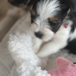 Biewer Terrier, Cavapoo, Cockapoo, Goldendoodle, Poodle, and Yorkshire Terrier Puppies from Pucci Pawfect