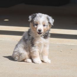 Blue-Eyed Blue Merle Female - Blue merle Toy Australian Shepherd puppy in Leighton, Alabama from Isbell Land & Livestock, LLC