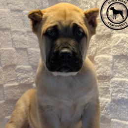 Cane Corso puppies from Schell Osage Cane Corsos