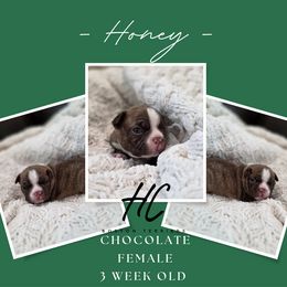 Boston Terrier puppies from HC Boston Terriers