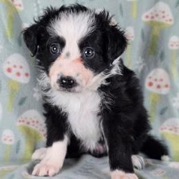 Nessie - Black and white female Border Collie puppy in Chicora, Pennsylvania from Riverwood