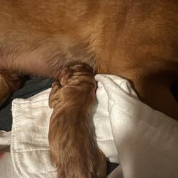 Girl 2 - Yellow female Labrador Retriever puppy in Littlefield, Arizona from Susan Burkey