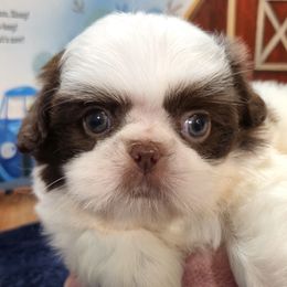 ARCHIBALD - Liver and white male Shih Tzu puppy in Candler, North Carolina from Pup-Tzu WNC