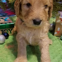 Bernedoodle, Goldendoodle, and Poodle Puppies from Granton Creek