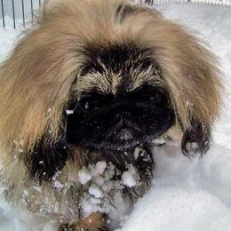 Pekingese from Avalon Pekingese