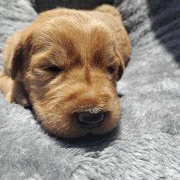 Lucky - Gold male Labradoodle puppy in Apache Junction, Arizona from Loving Doodle