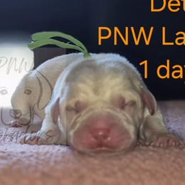Detroit - Yellow male Labrador Retriever puppy in Rogue River, Oregon from PNW Labradors