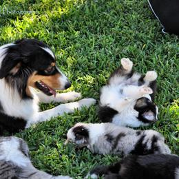 Australian Shepherd Puppies from Dovehawk Australian Shepherds