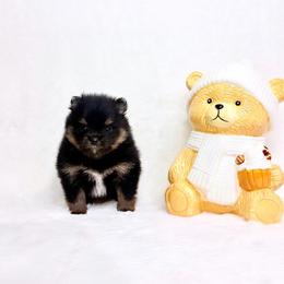 Black and tan boy 2 - Black and tan parti male Pomeranian puppy in Princeton, New Jersey from PureLove Poms.