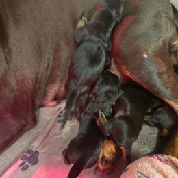 Boy 1 - Black and rust male Doberman Pinscher puppy in Lake City, Florida from Providence Kennels