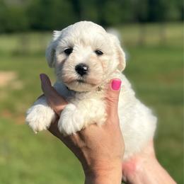 Prince Charming - Yellow Boy - White male Miniature Schnauzer puppy in Oneonta, Alabama from Murphree Valley Kennels