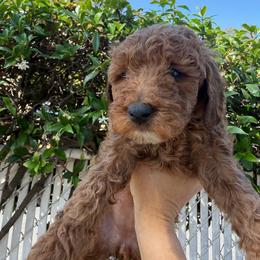 Pink - Red female Labradoodle puppy in Shingle Springs, California from California Double Doodles