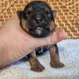 Pongo - Black and tan male Yorkshire Terrier puppy in Blacksburg, South Carolina from Hess Pooches LLC