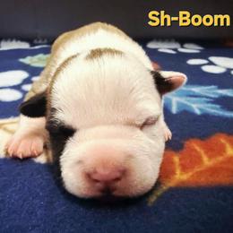 Sh-Boom - Red female American Staffordshire Terrier puppy in Clintwood, Virginia from SkyBlue Kennel