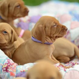 Echo - Golden rust male Vizsla puppy in Clemons, Iowa from Kaylee’s Vizslas