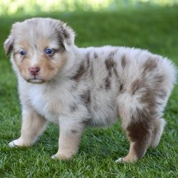 Rebeca - Red merle female Australian Shepherd puppy in Oak Hill, Florida from Swingin T Ranch LLC