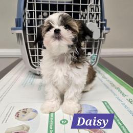 Daisy - Black gold and white female Mal-Shi puppy in Greenville, North Carolina from Amanda's Sugar Sweet Puppies