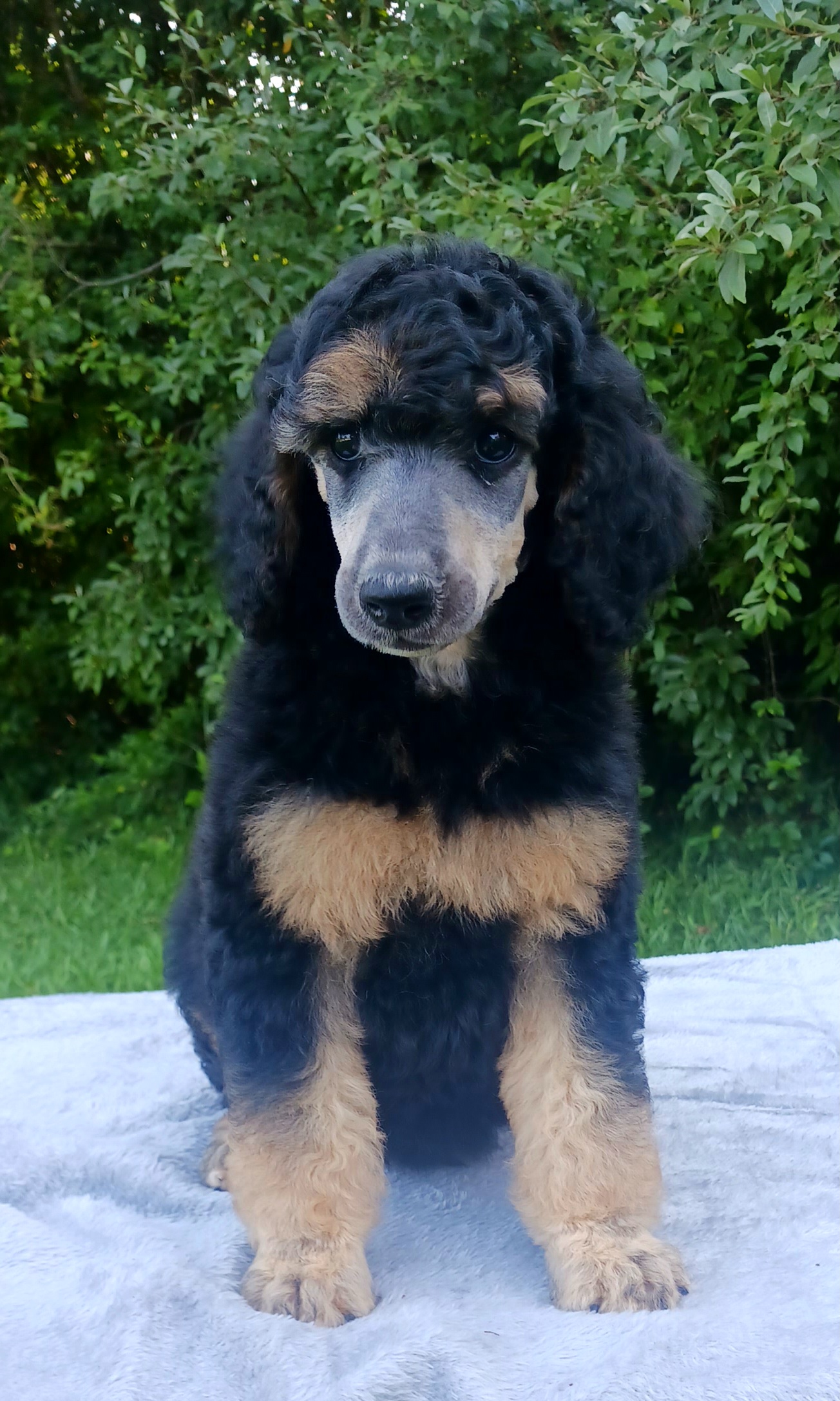 Dalmatian and Poodle Puppies from Reeves Family Standards